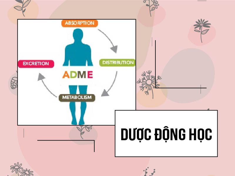 Dược động học của nhóm kháng sinh Macrolide