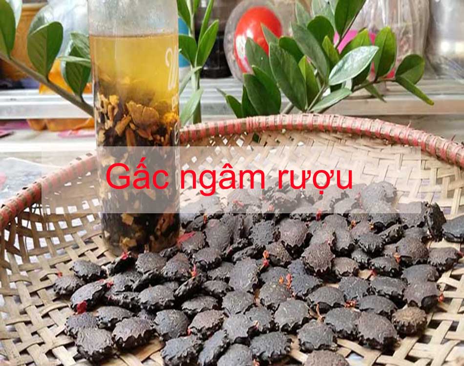 Hạt gấc ngâm rượu chữa trĩ