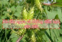 Ké đầu ngựa có thể dùng để chữa được bệnh gì?