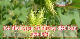 Ké đầu ngựa có thể dùng để chữa được bệnh gì?