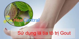 Trị gout bằng lá tía tô