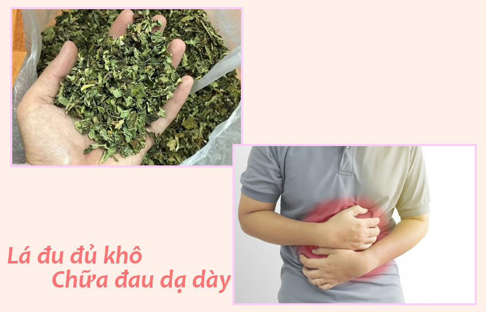 Mẹo dùng lá đu đủ khô chữa đau dạ dày