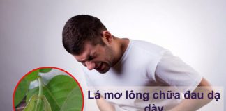 Lá mơ lông chữa đau dạ dày