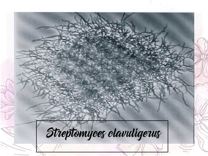 Xạ khuẩn Streptomyces Clavuligerus