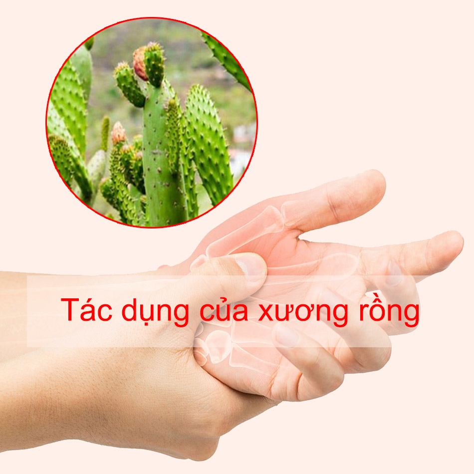 Tác dụng của xương rồng