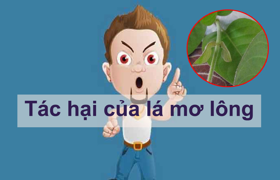 Tác hại của lá mơ lông