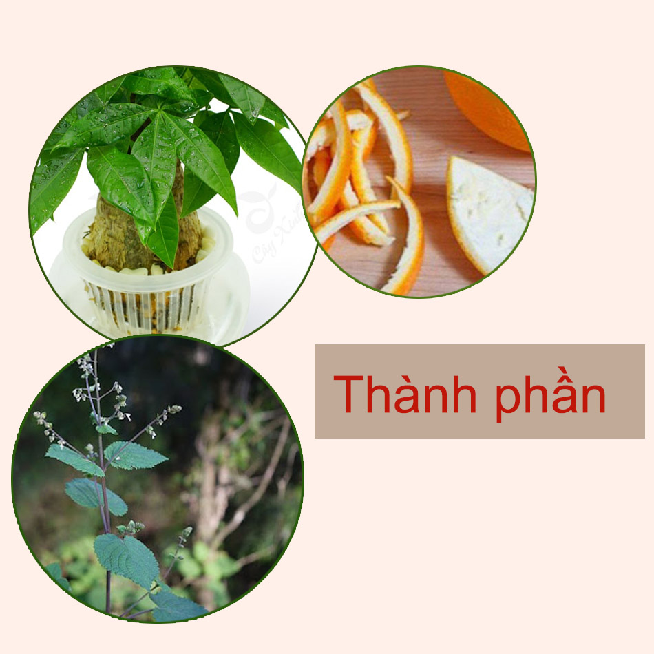 Thành phần của Amibebe