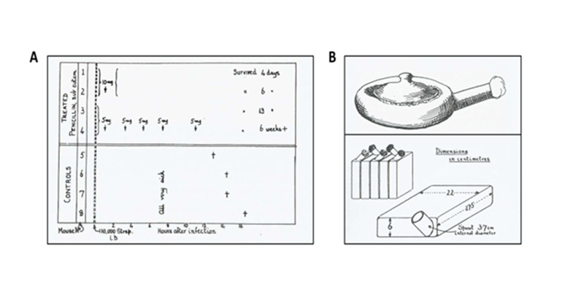 Ảnh. (A) Thử nghiệm in vivo về Penicillin đầu tiên trên chuột của các nhà khoa học tại đại học Oxford năm 1940. (B) Các thiết bị đơn giản được sử dụng để nuôi cấy nấm và lên men thu lấy Penicillin. Thiết bị phía bên dưới là loại được cải tiến bởi Florey và các cộng sự (so với thiết bị bên trên).