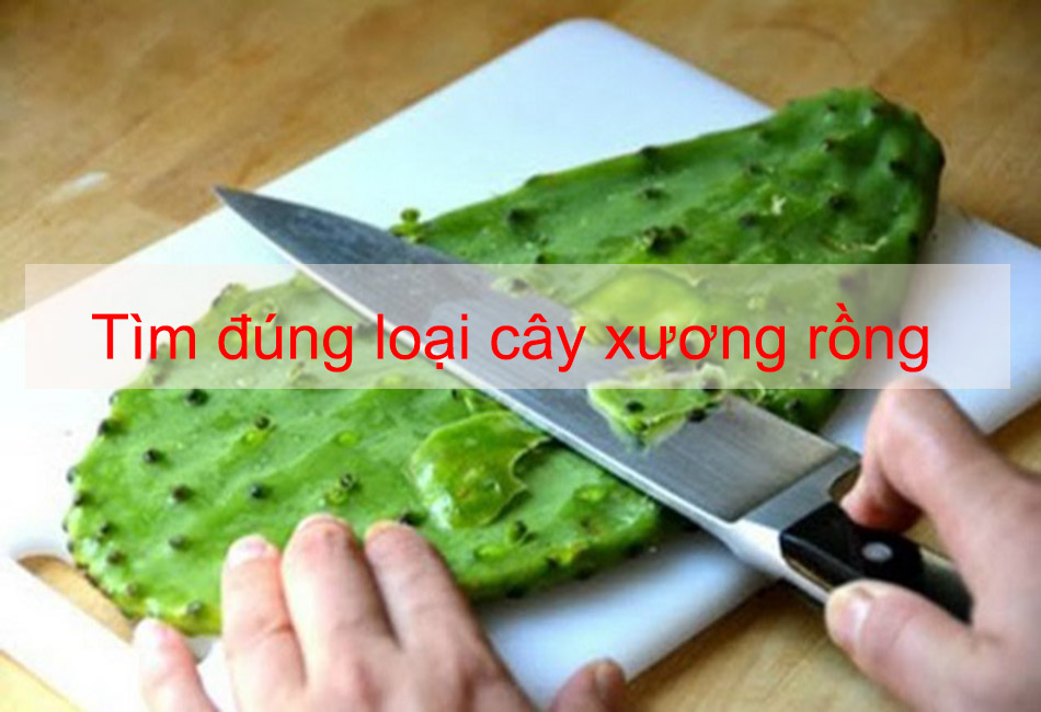 Tìm đúng loại cây xương rồng