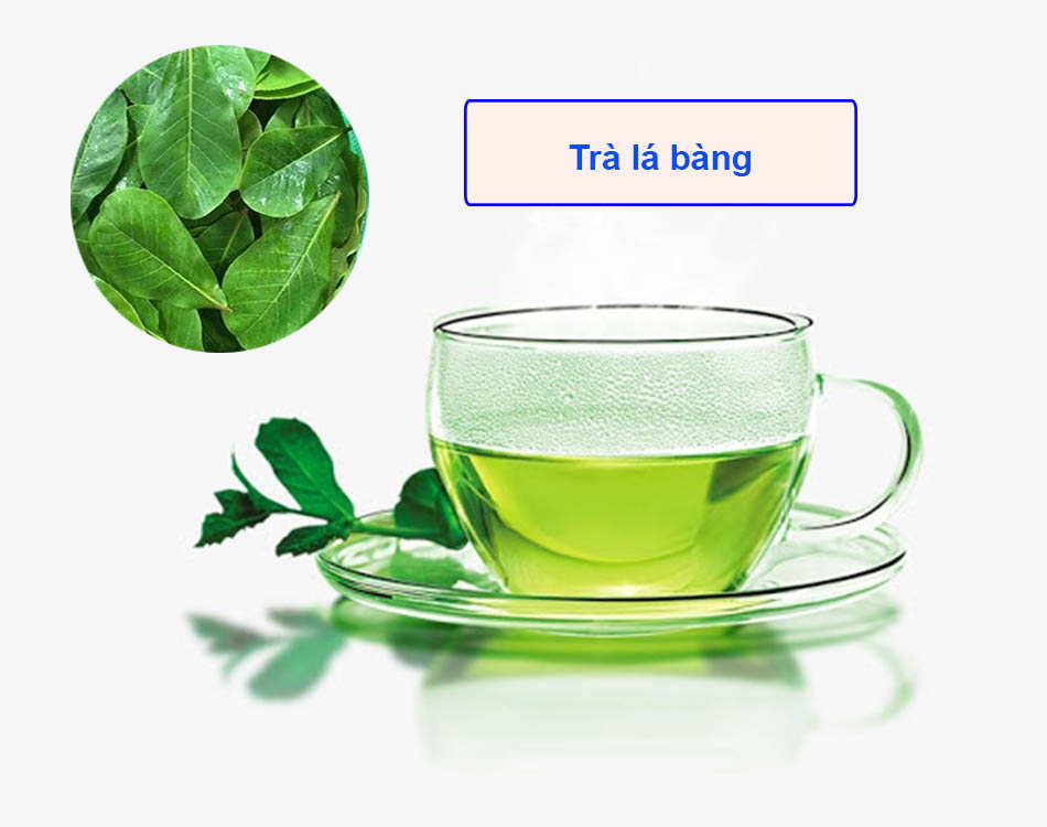 Trà lá bàng cải thiện tình trạng bệnh trĩ