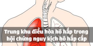 Trung khu điều hòa hô hấp trong hội chứng nguy kịch hô hấp cấp