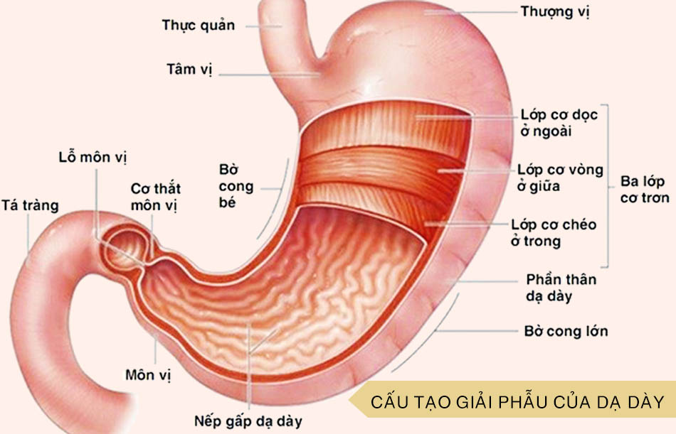 Đau dạ dày là bệnh gì?