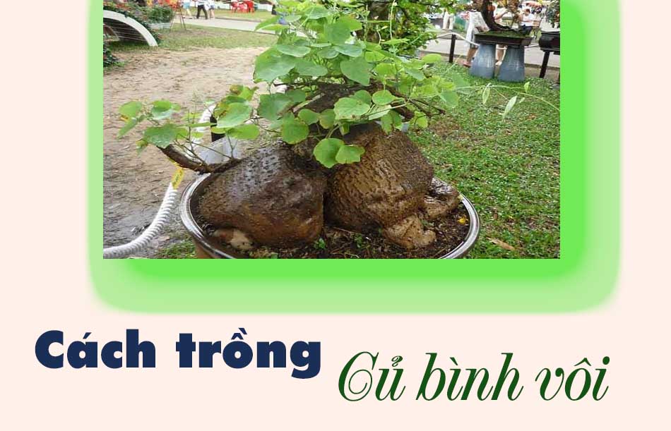 Cách trồng củ bình vôi