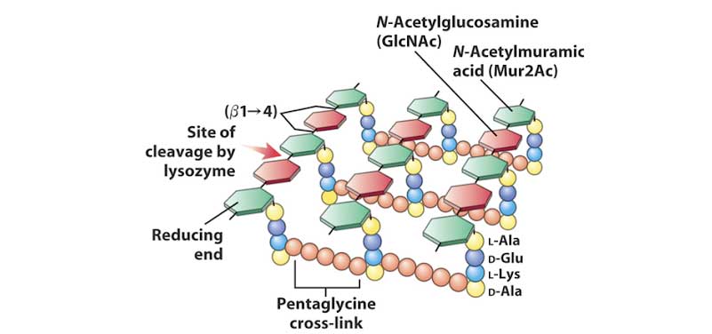 Ảnh. Hình vẽ mô tả chi tiết cấu trúc của lớp peptidoglycan.