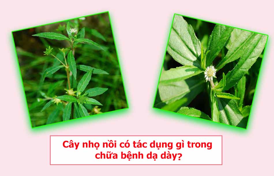 Cây nhọ nồi có tác dụng gì trong chữa đau dạ dày?