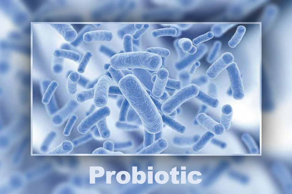 Cerebio gồm các lợi khuẩn Probiotic