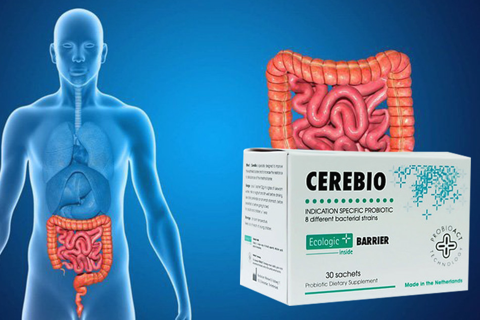 Cerebio - tốt cho hệ vi sinh đường ruột