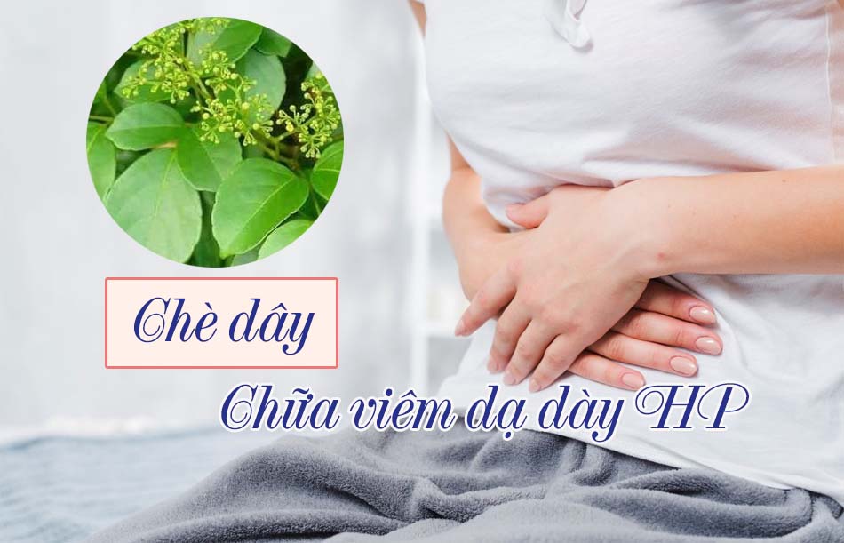 Chữa viêm dạ dày HP bằng chè dây