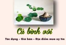 Củ bình vôi