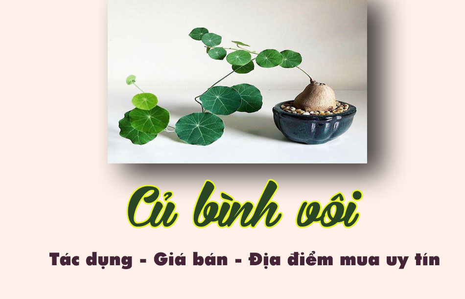 Củ bình vôi