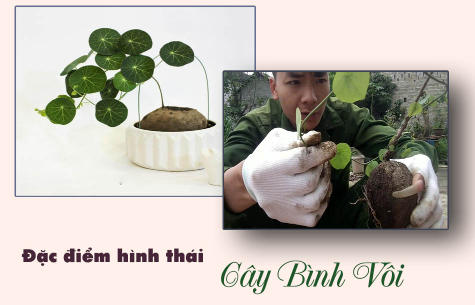 Đặc điểm hình thái cây bình vôi