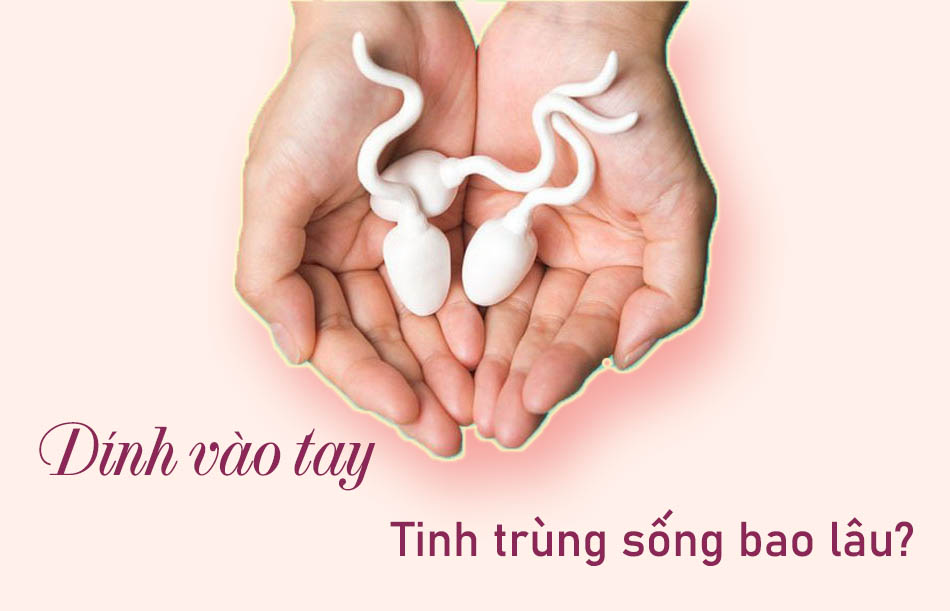 Khi dính vào tay, tinh trùng sống bao lâu?