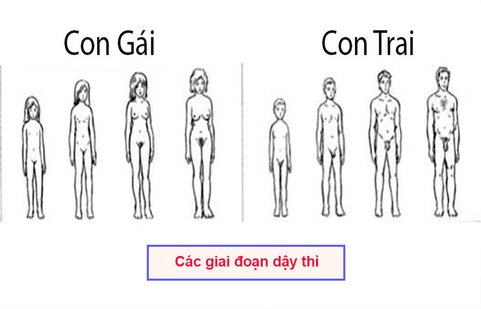 Dậy thì có mấy giai đoạn?