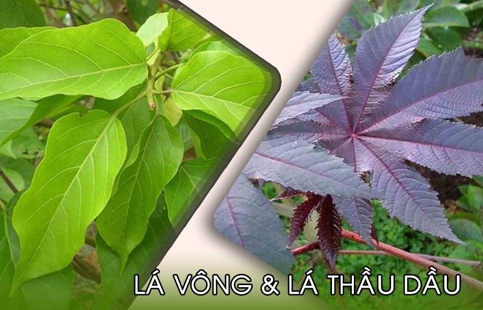 Chữa trĩ bằng cách đắp lá vong nem và lá thầu dầu