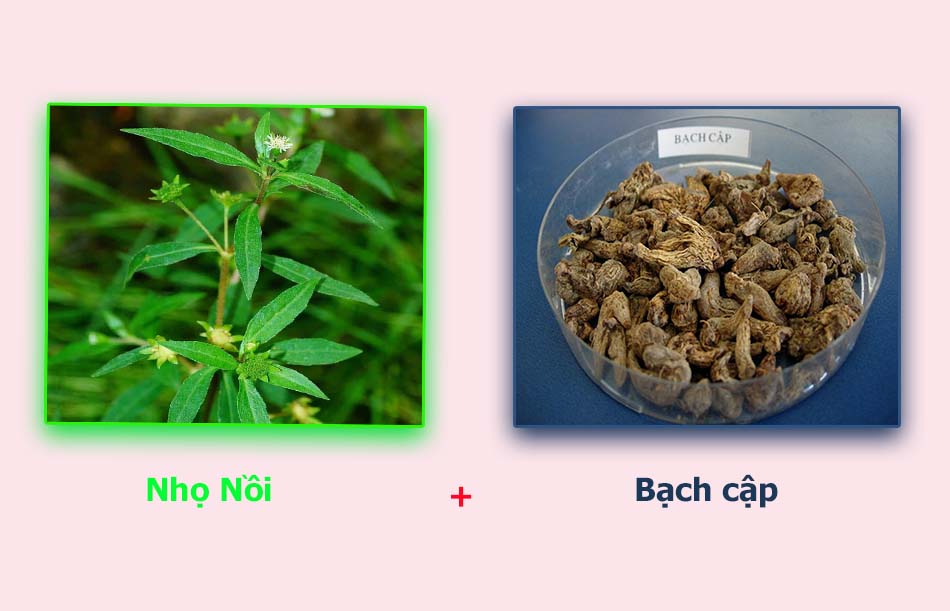 Cây nhọ nồi và bạch cập