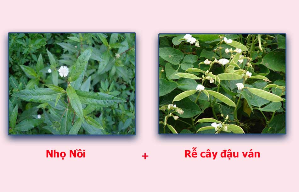 Cây nhọ nồi và rễ cây đậu ván