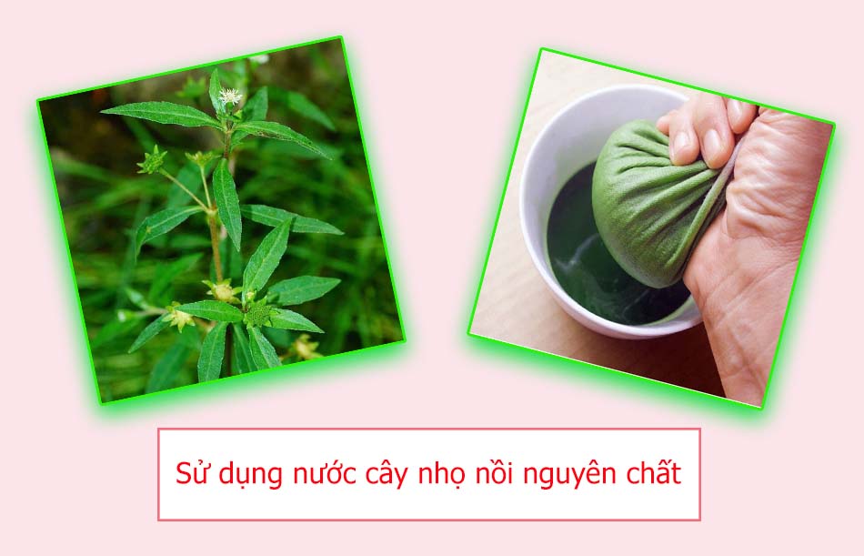 Sử dụng nước cây nhọ nồi nguyên chất