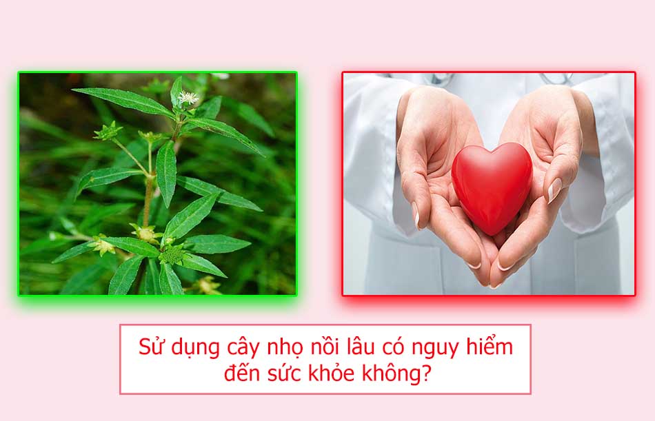 Sử dụng cây nhọ nồi lâu có nguy hiểm đến sức khỏe không?