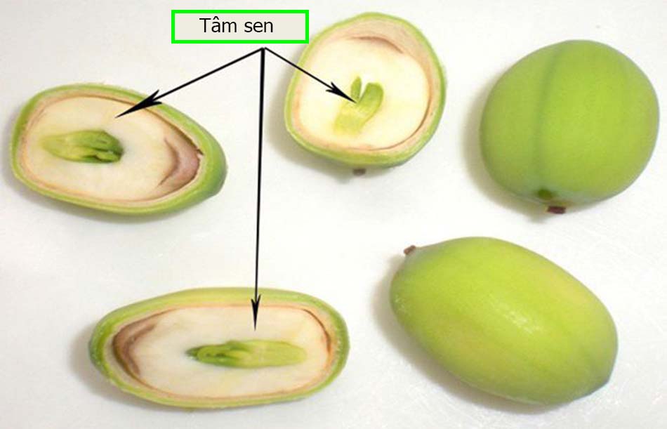 Tâm sen là gì?