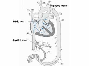 Hình 1: Tuần hoàn bào thai. Các con số chỉ áp lực riêng phần của ôxy trong máu (mmHg).