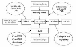 Hình 11: Sinh lý bệnh của suy tim và các phương pháp điều trị suy tim.