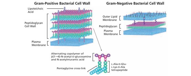 Ảnh. Sự khác biệt trong cấu tạo vách tế bào của vi khuẩn gram dương và vi khuẩn gram âm.