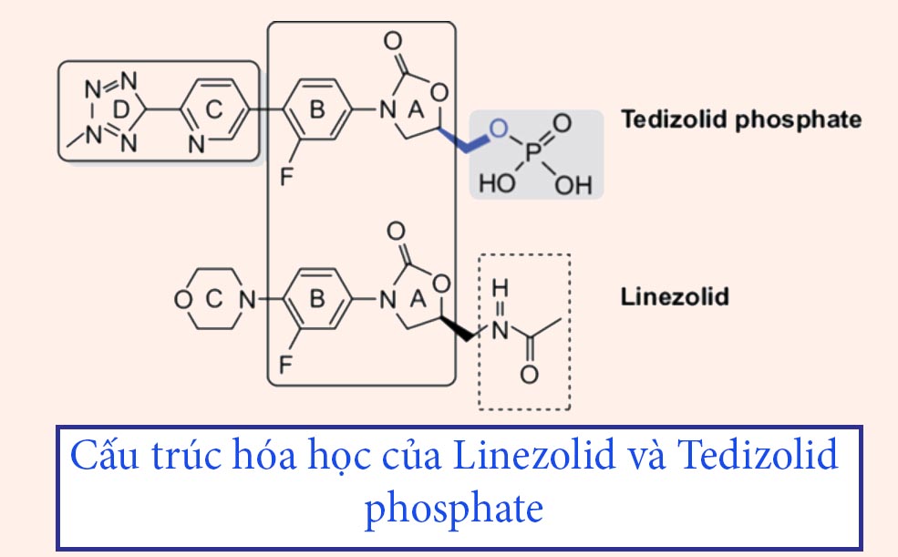 Cấu trúc hóa học của Linezolid và Tedizolid phosphate