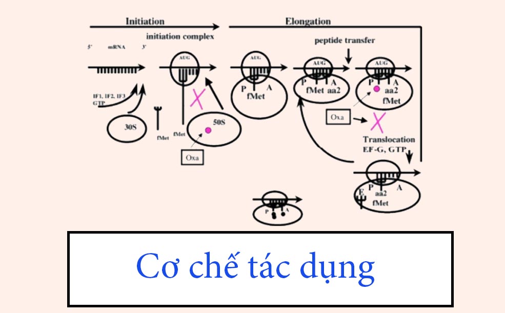 Cơ chế tác dụng của các kháng sinh nhóm Oxazolidinone
