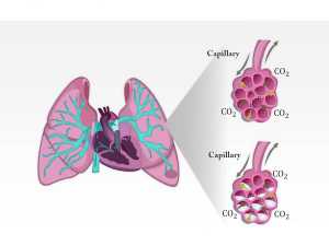 Phù phổi cấp thần kinh (Neurogenic pulmonary edema, NPE) là một hội chứng lâm sàng đặc trưng bởi sự xuất hiện cấp tính của phù phổi sau một tổn thương hệ thống thần kinh trung ương (CNS) đáng kể.