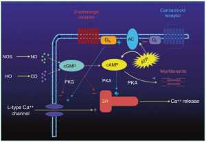 Hình 2.3 Oxit nitric (NO), carbon monoxide (CO), endocannabinoids, và con đường dẫn truyền tín hiệu β-adrenergic trong tế bào tim khi suy gan. Viết tắt: AC adenylyl cyclase; Gs: Phức hợp protein G kích thích; Gi: Phức hợp protein G ức chế; cGMP guanosine monophosphate vòng; ATP adenosine triphosphate; cAMP adenosine monophosphate vòng; PKA protein kinase A; PKG protein kinase G; HO heme oxygenase; NOS nitric oxide tổng hợp; SR: mạng lưới bào tương.