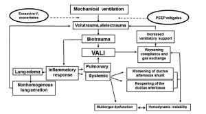 Hình 2. Chu trình của VALI rất phức tạp và đa dạng. Sự kiện khởi đầu là chấn thương sinh lý do căng mô quá mức, dẫn đến biotrauma và bắt đầu sự phức tạp của việc chấn thương phổi và sửa chữa. Cả hai phản ứng viêm hệ thống và phổi trở thành hoạt hóa và dẫn đến các phản ứng phụ thứ cấp, lần lượt làm trầm trọng hơn tình trạng phổi, dẫn đến nhu cầu cài đặt thông khí leo thang, do đó có thể dẫn đến thương tích nhiều hơn.