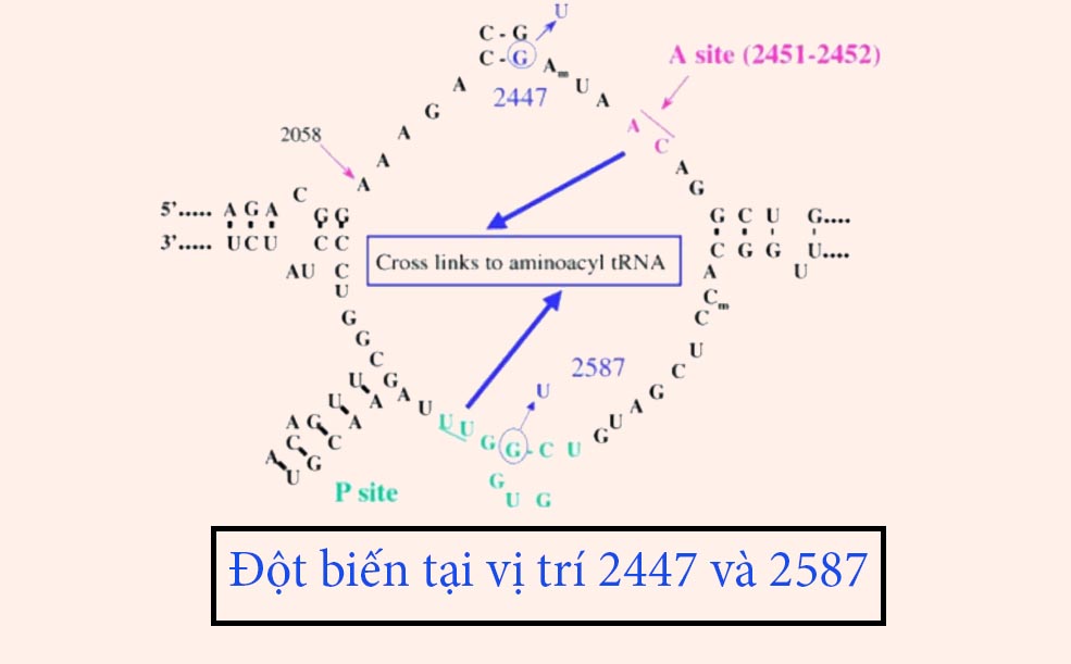 PTC tại rARN 23S. Đột biến tại các vị trí 2447 và 2587 có thể dẫn đến đề kháng Linezolid.