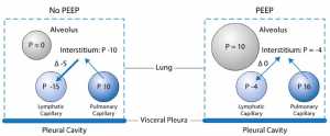 Hình 2: Liên quan giữa áp lực phế nang, mao mạch, mạch bạch huyết, mô kẽ trong phổi không thông khí (trái) và với PEEP (phải)