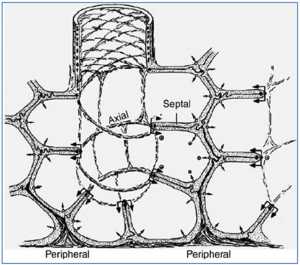 Hình 4: Cấu trúc liên kết phức tạp của một túi phế nang [73]. Phế nang không phải là cấu trúc cá nhân tương tự như một chùm nho nhưng chia sẻ các bức tường với phế nang liền kề. Toàn bộ cấu trúc bị ràng buộc cùng với một hệ thống mô liên kết trục, vách ngăn và ngoại vi phức tạp. Miễn là tất cả phế nang đều đồng nhất thổi phồng cấu trúc phức tạp này có rất nhiều sự ổn định thông qua sự phụ thuộc lẫn nhau [26]