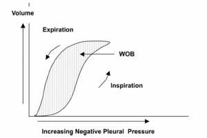 Hình 1. Đường cong thể tích - áp lực cho nhánh hít vào và thở ra. Lưu ý rằng độ giãn nở không tuyến tính, nó khác với thể tích phổi. Diện tích phía trong nhánh hít vào và thở ra biểu thị công thở (WOB).