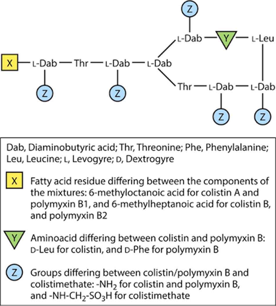 Ảnh. Cấu trúc tổng quát của Colistin A và B, Colistimethate A và B, Polymyxin B1 và B2.