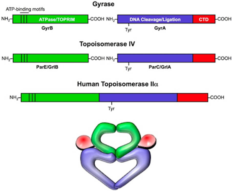 Cấu trúc của DNA gyrase (DNA topoisomerase II), DNA topoisomerase IV của vi khuẩn và DNA topoisomerase IIα ở người