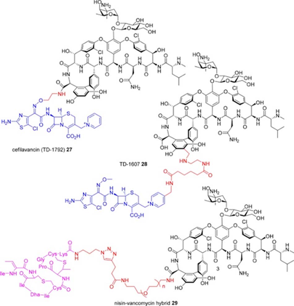 Các Glycopeptide liên hợp