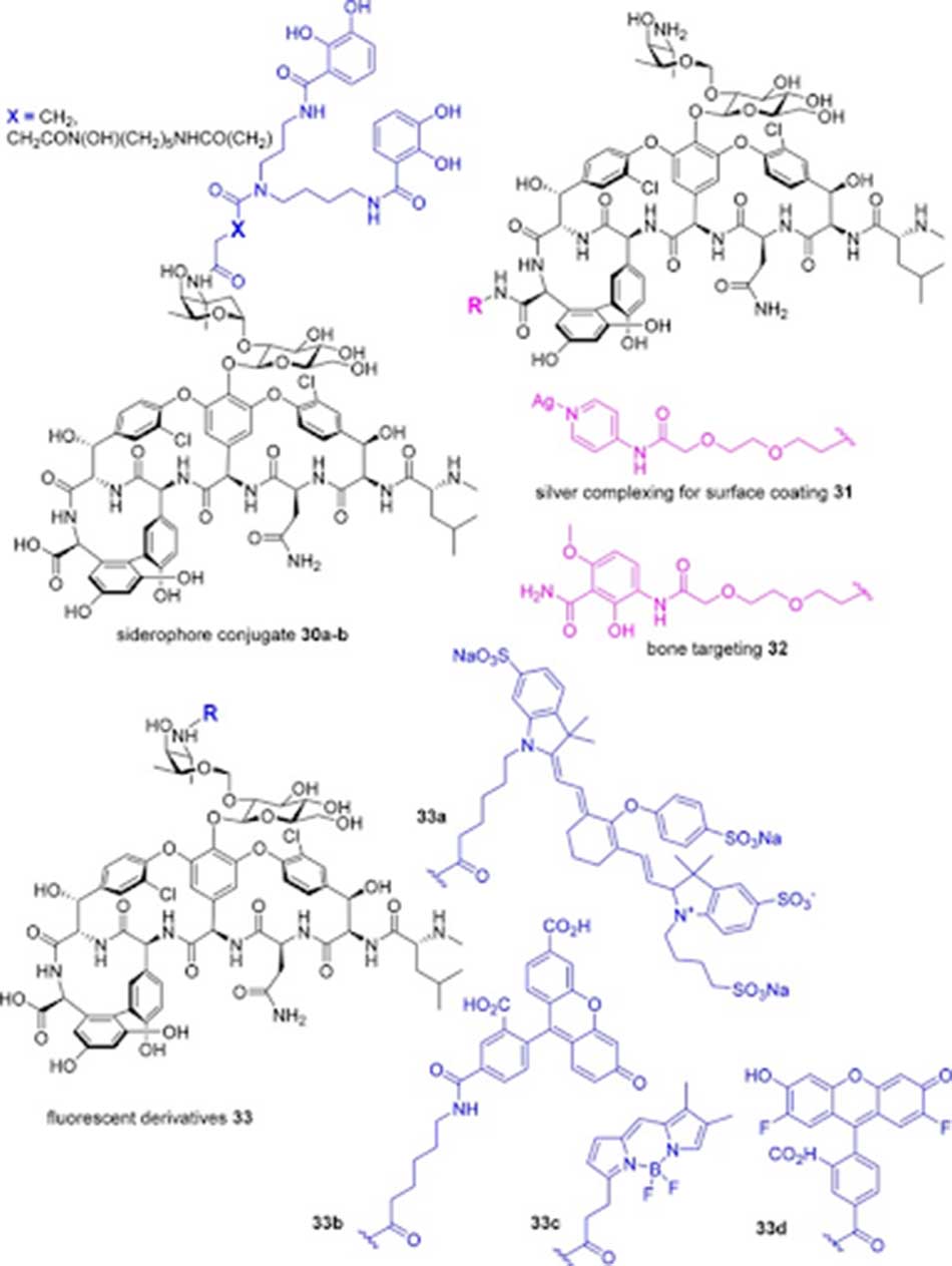 Các Glycopeptide liên hợp (tiếp)