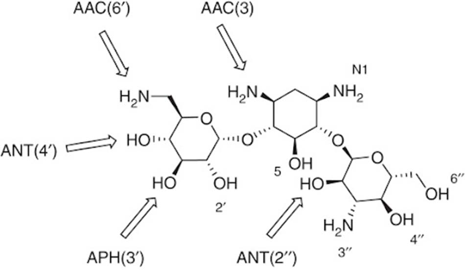 Ảnh. Cấu trúc hóa học của Kanamycin A và các vị trí bị AMEs của vi khuẩn tấn công. Các số trong ngoặc thể hiện vị trí mà enzyme đó tấn công.